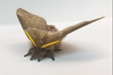 Bat Butterfly Ears